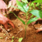 Tree planting