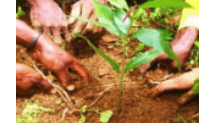 Tree planting