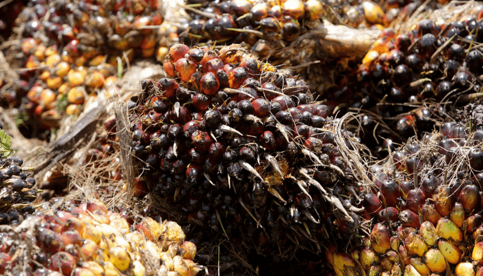 oil palm