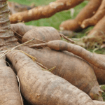 cassava farming