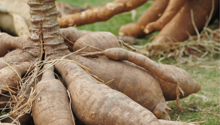 cassava farming