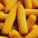maize
