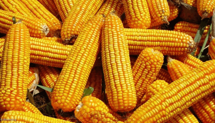 maize