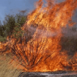 BUSH BURNING