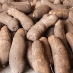 Yam harvesting in Anambra