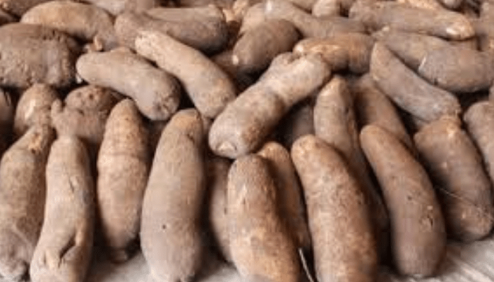 Yam harvesting in Anambra