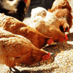 Poultry farmers