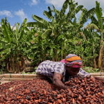 Cocoa farmers