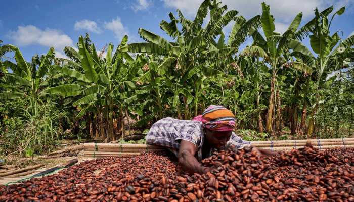 Cocoa farmers