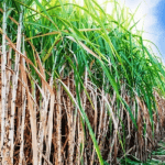 Sugarcane farmers