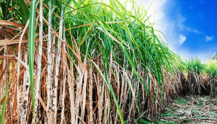 Sugarcane farmers