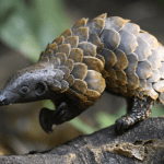 World Pangolin Day