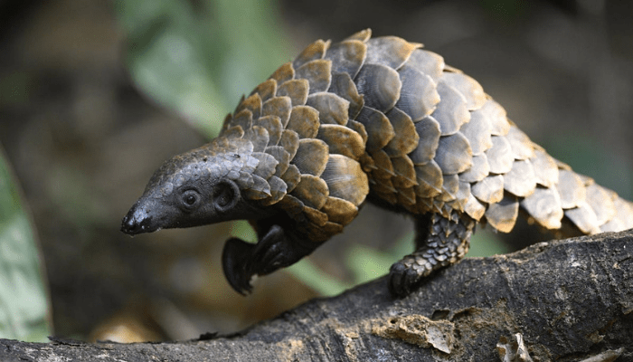 World Pangolin Day