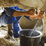 Milk production in Nigeria