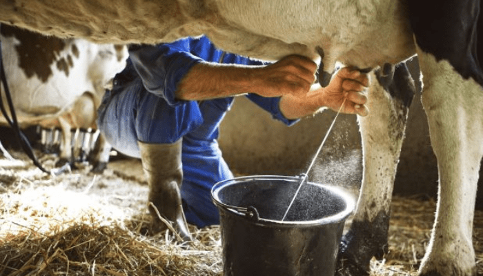 Milk production in Nigeria
