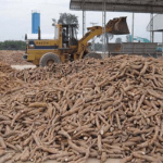 Nigeria’s cassava seed system