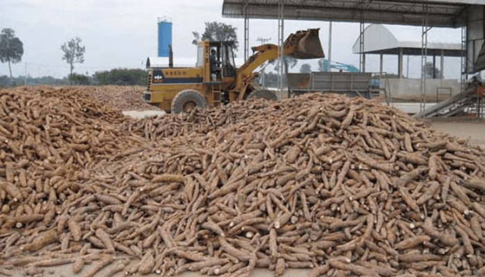 Nigeria’s cassava seed system
