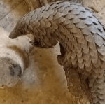 pangolin