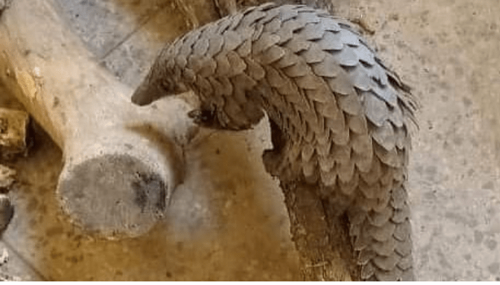 pangolin