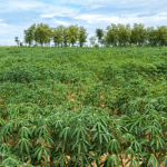 NADF rallies FMN, NOVA Bank for N1.5bn agric fund on plantation