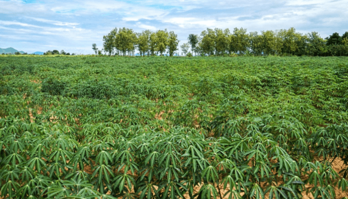 NADF rallies FMN, NOVA Bank for N1.5bn agric fund on plantation