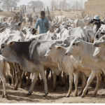 Nigerian Dairy Industry