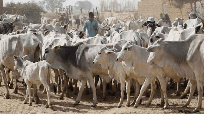 Nigerian Dairy Industry
