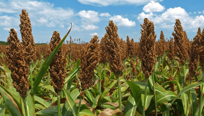sorghum farm
