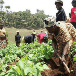 women farming