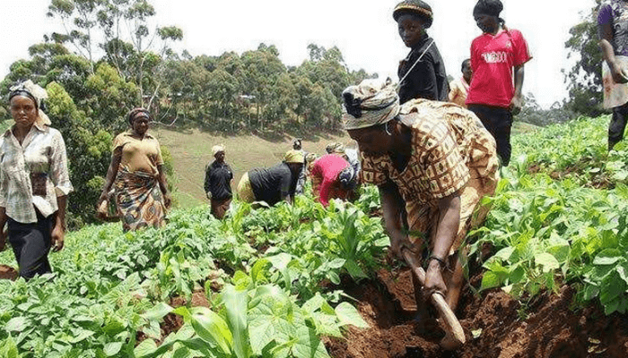 women farming