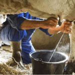 Nigeria's dairy sector