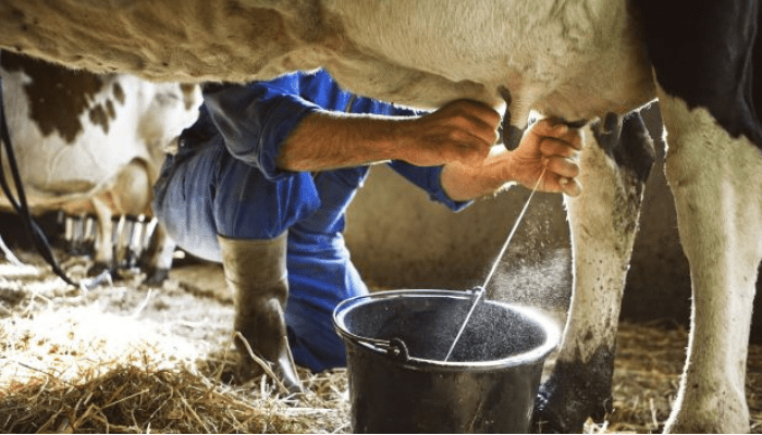 Nigeria's dairy sector