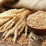 wheat grain