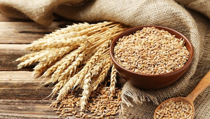wheat grain