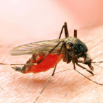 malaria