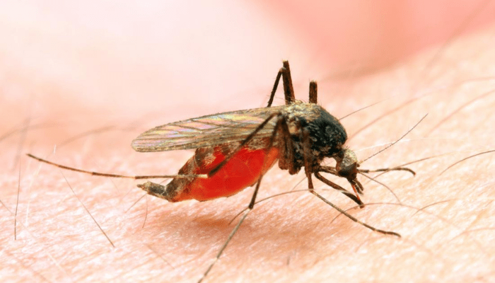 malaria