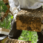 bee farming