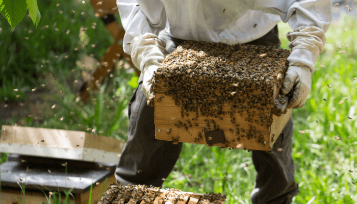 bee farming
