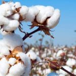cotton