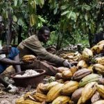 cocoa farmers
