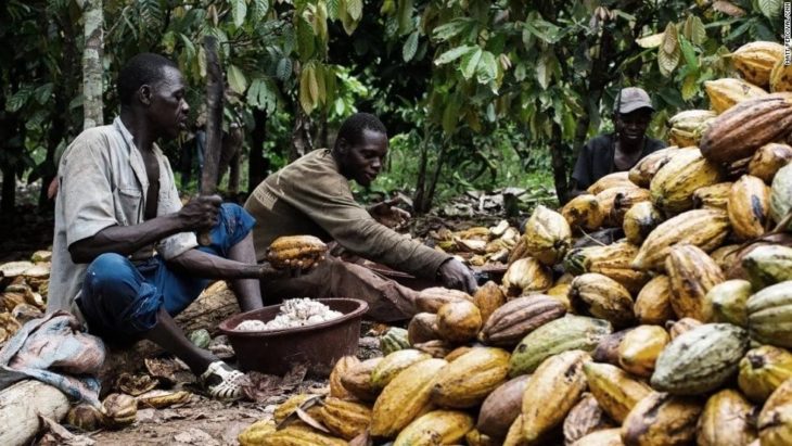 cocoa farmers
