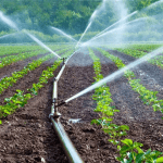Irrigation