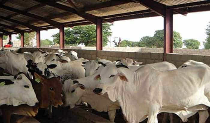 Cattle ranch