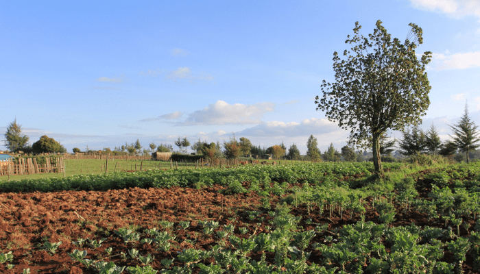 EU Deforestation Law