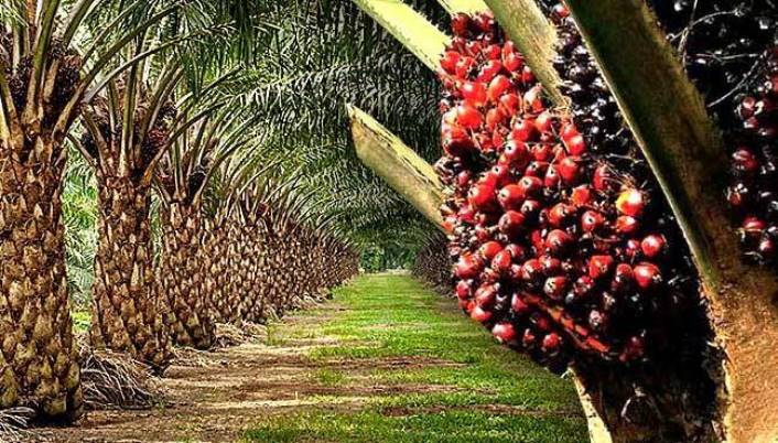Oil palm plantation