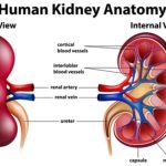 Kidney