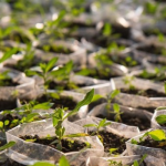 Reforestation in Nigeria