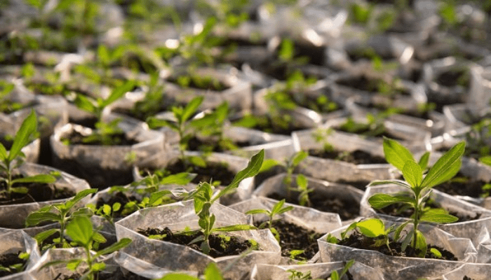 Reforestation in Nigeria