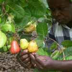 cashew plant