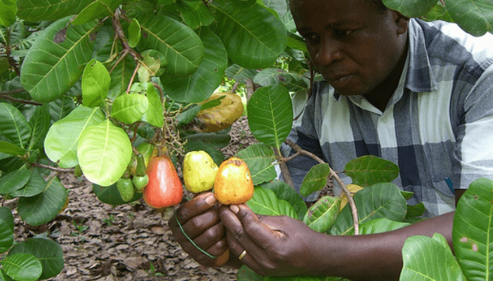 cashew plant